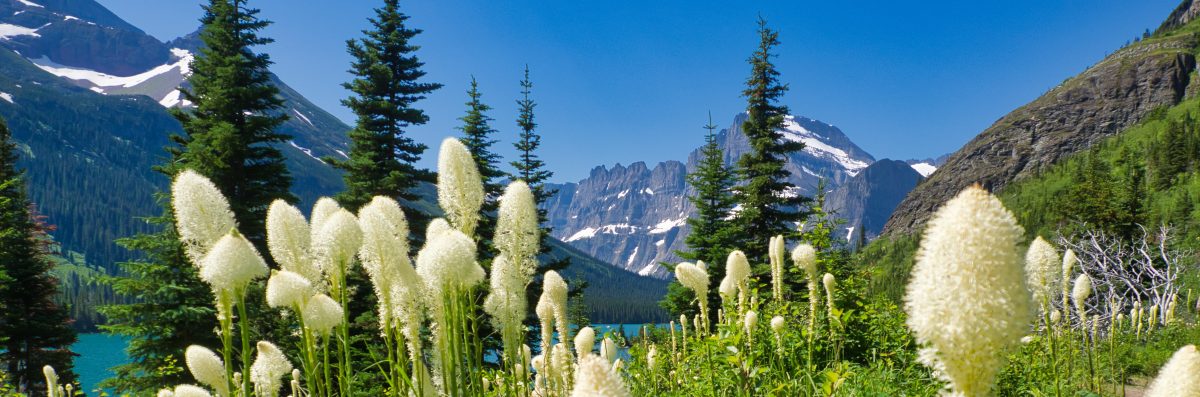 Beargrass Along Lake Josephine, Glacier National Park, Many Glacier region