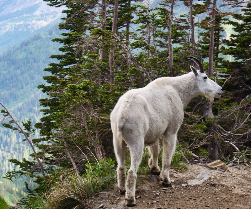 Mountain Goat Along Garden Wall, Glacier National Park