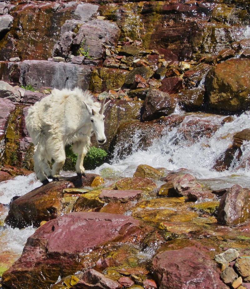 Mountain Goat, Hanging Valley of Lake Ellen Wilson, Glacier National Park